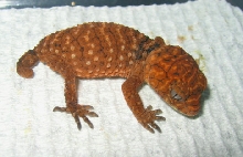 Baby Amyae 7