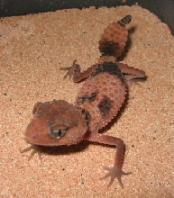 Wheeleri Female2