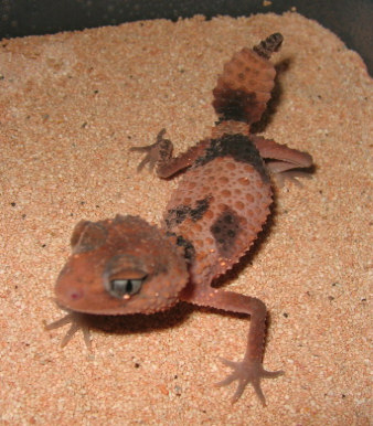 Wheeleri Female2
