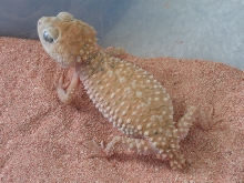 Light Female Amyae