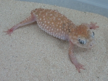 Light Female Amyae