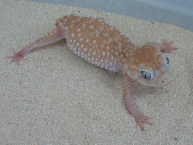 Light Female Amyae