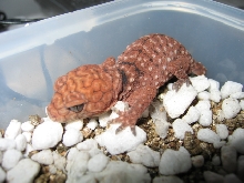 Baby Amyae