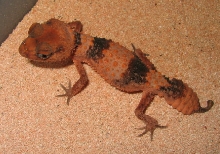 Wheeleri Male1