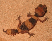 Wheeleri Male3