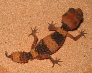 Wheeleri Male3