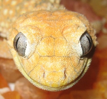 Up Close and Personal Amyae