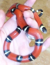 Fresh from a shed