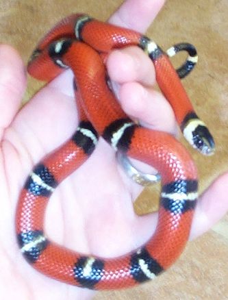 Fresh from a shed