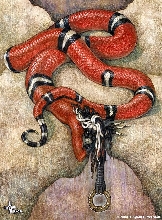 Naga