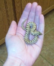 Little Hog