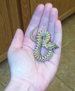 Little Hog