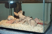 Moqui's Permanent Home
