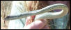 Whip Snake Head
