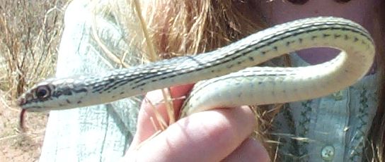 Whip Snake Head