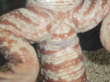 Tegu Sex???