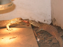 Feeding Time