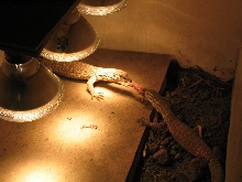 Feeding Time