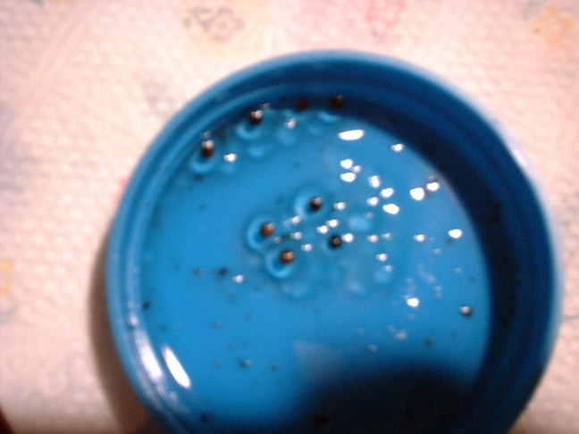 Tinctorious Cobalt Eggs