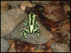 Arrow Frog