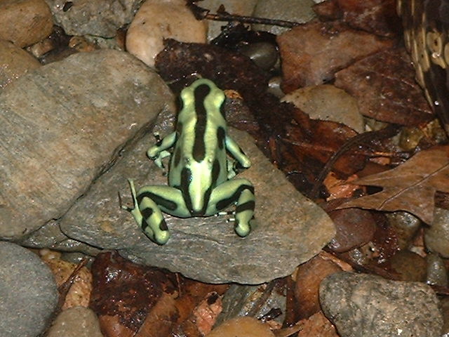 Arrow Frog