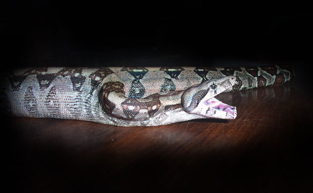 Hungry Boy