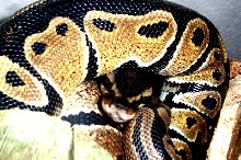 Isis being Grumpy