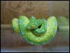 High yellow G.T.P
