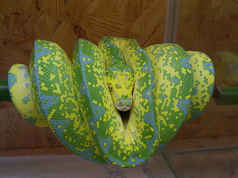 High yellow G.T.P