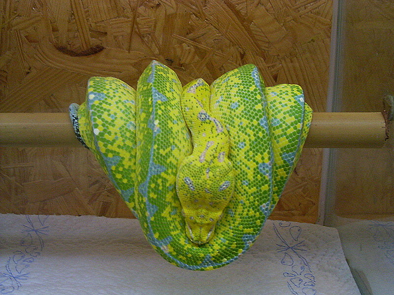 High yellow G.T.P