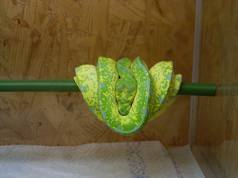 High yellow G.T.P