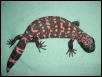 Black reticulated gila 2000 offspring