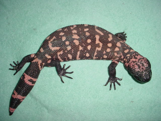 Black reticulated gila 2000 offspring