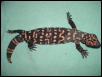 Sire of black reticulated gila 's2000 offspring