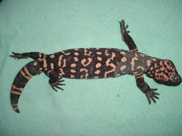 Sire of black reticulated gila 's2000 offspring