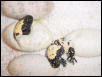 Banded gila's hatching (day 2)