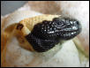 Banded gila's hatching (day 2)