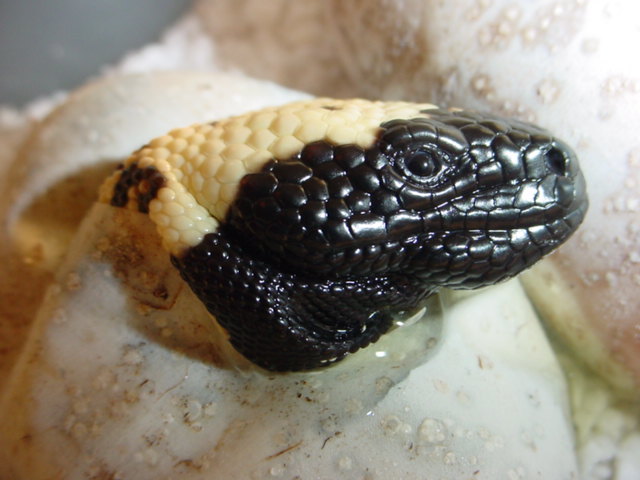 Banded gila's hatching (day 2)