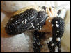 Banded gila's hatching (day 2)