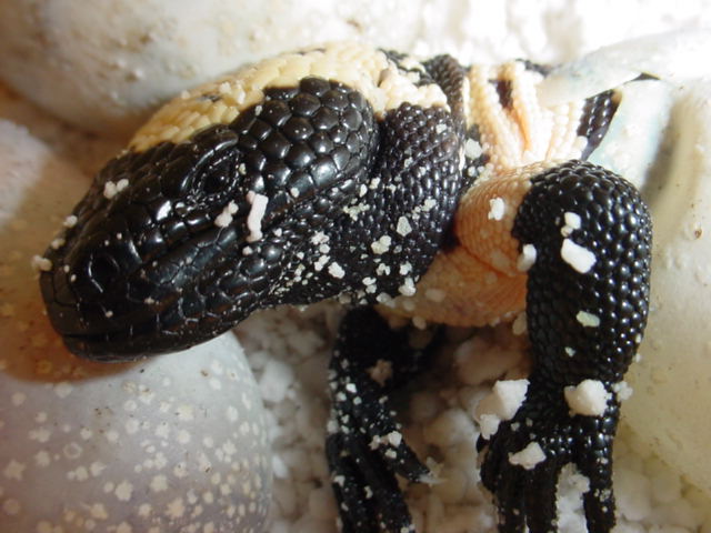 Banded gila's hatching (day 2)