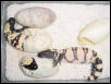 Banded gilas hatching day 3