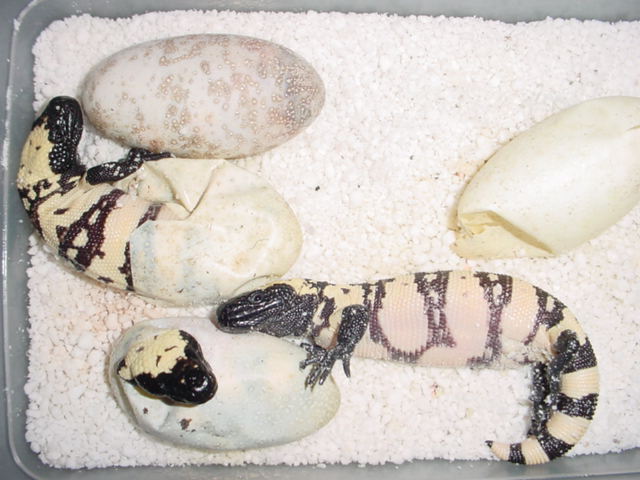 Banded gilas hatching day 3