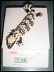 Banded Gila  Hatchling #4