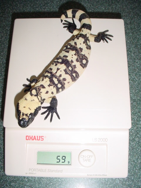 Banded Gila  Hatchling #4