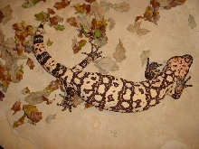 Banded Gila Male (Sire)