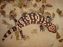Banded Gila Male (Sire)