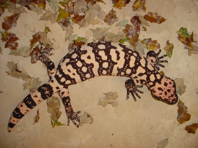 Banded Gila Male (Sire)