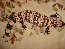Banded Gila Female (Dam)