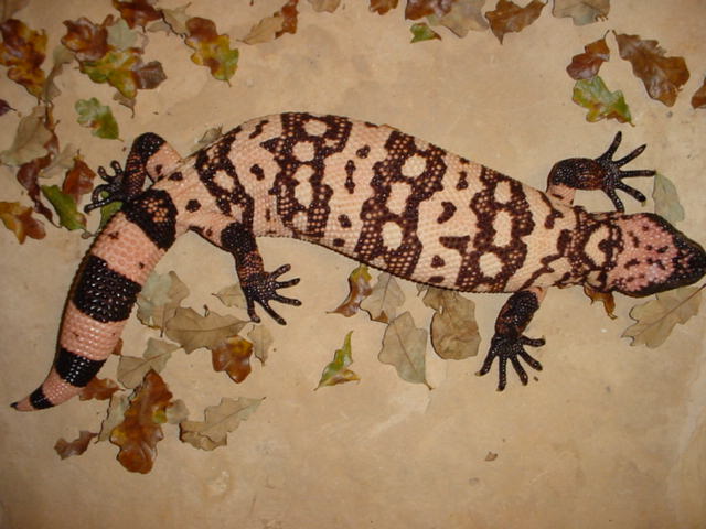 Banded Gila Female (Dam)