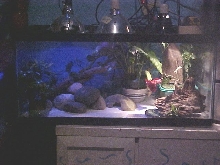 Trinitys Kingdom